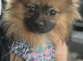 17 month old female pomeranian Luna