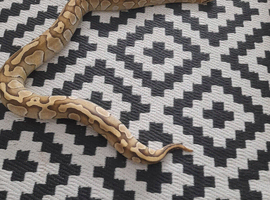 2 python  balls