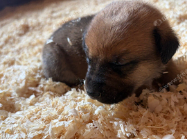 7 beautiful cane Corso X German Shepherd puppies