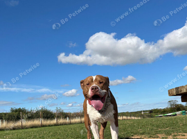 Temp Foster Home Needed
