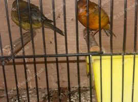 2 beautiful canaries