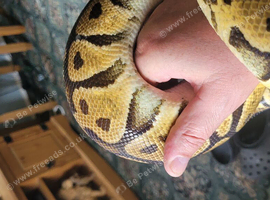 Pastel royal python