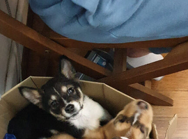 9 week old Akita cross female