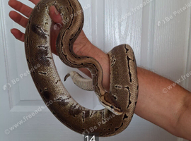ROYAL PYTHONS FOR SALE - MALES & FEMALES AVAILABLE