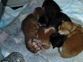 mix breed Kittens for sale