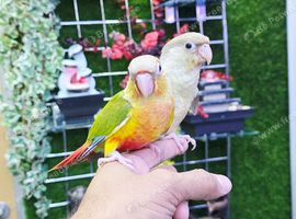 Young Hand-Reared Green Cheek & Yellow-Sided Conure Babies Available