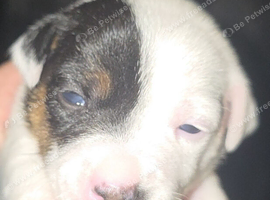 5 miniature jack russells