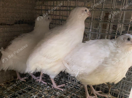 Jumbo quail chicks