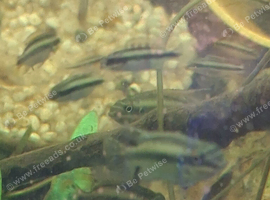 Kribensis red belly