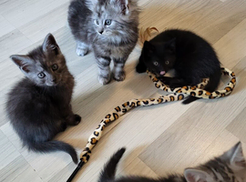 Georgeous litter of Maine Coon x kittens