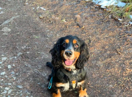 Proven Cocker spaniel to stud