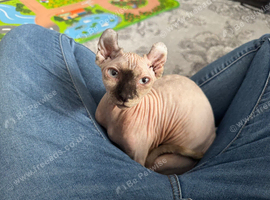Sphynx kitten female 4 months old