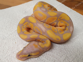 Stunning banana ball python