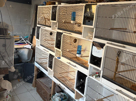 Lovely set of breeding cages