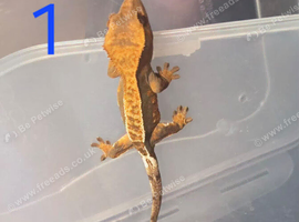 3 babies crested gecko for sale varies prices sale.