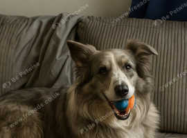 Grey Merle Welsh Border Collie Stud.