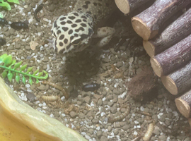 2 leopard geckos