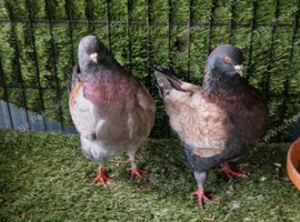 King pigeons