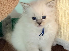 Tica reg ragdolls