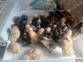 Pekin bantam day old chicks