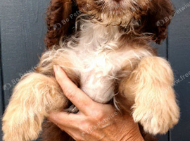 F1 chocolate with tan and white, chocolate with white cockapoo puppies