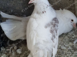 White  fantail pigeons also fancy breeds