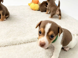 Stunning chocolate mini Jack Russells