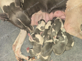 Beautiful Puppies Ready Now