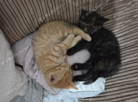 2 kittens 1 boy 1 girl