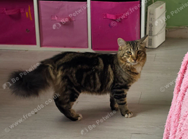 Long haired tabby kitten