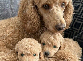 Adorable Toy Poodle Puppies &ndash; 7 Weeks Old