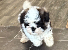 A gorgeous little baby looking for there forever Home