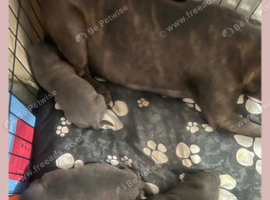 Blue Staffordshire boy puppy