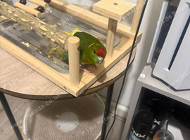 Parrot