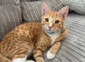 Ginger 6 month old kitten