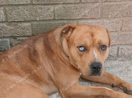 1 year old American bully