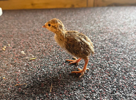 Red Legged Partridge chicks