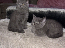 Last 2 boy British shorthair kittens
