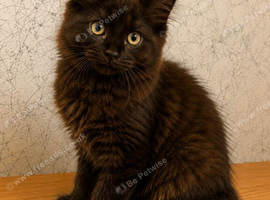 Gorgeous Smokey Maine Coon Kitten