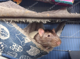 2 Male rats and cage 9months old