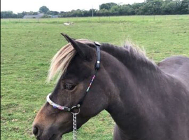 Beautiful American minstrel x Falabella and filly foal at foot