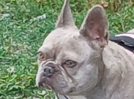 French bulldog bitch