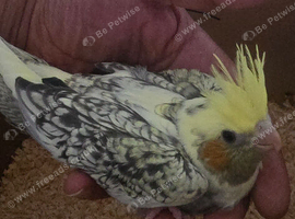 Baby cocktail