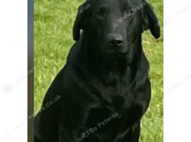 labrador pups kcreg