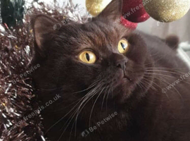 WANTED***** BRITISH LONGHAIR OR BRITISH SHORTHAIR KITTEN