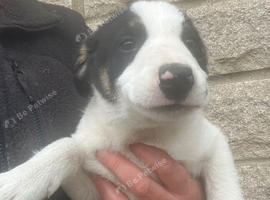 Pure adorable tri Colour Border Collies ready now