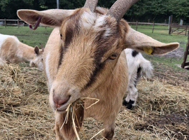 Two female Pygmy goats (to go together)