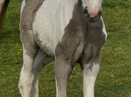 Blue n white cob filly foal