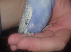 12 week old rainbow budgies