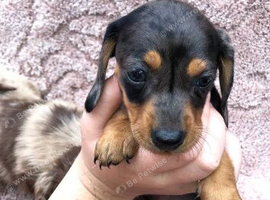 1 beautiful dachshund pup ready to Leave for the forever loving home
